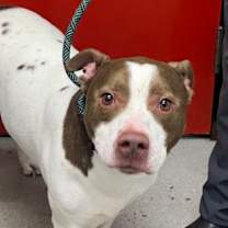 Thumbnail photo of Odin #3