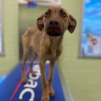 Thumbnail photo of Hershey Kiss #2