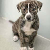 Thumbnail photo of Beau #1