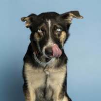 Thumbnail photo of APPLE BLOOM #2