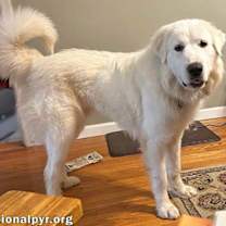 Thumbnail photo of Mary Jane in SC - Gives Gentle Hugs! #3