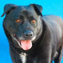 Thumbnail photo of CHICO #1