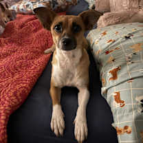 Thumbnail photo of Chili Pepper #1