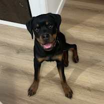 Thumbnail photo of Zola #1