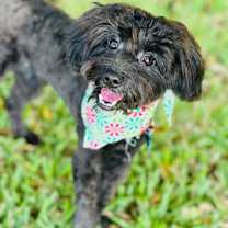 Thumbnail photo of Luke #1