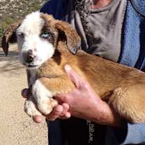 Thumbnail photo of CHASE #2