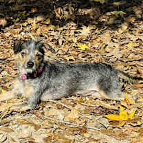 Thumbnail photo of Sassy #4