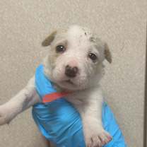 Thumbnail photo of Peach #2