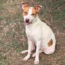 Thumbnail photo of Darlin' 25-12-011 #1