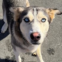 Thumbnail photo of Mimosa #3