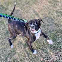 Thumbnail photo of Mac #3