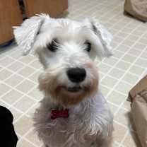 Thumbnail photo of Megatron #1