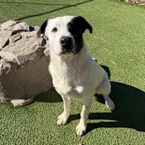 Thumbnail photo of Pluto #1