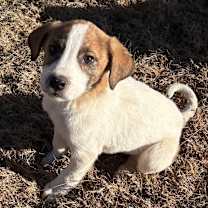 Thumbnail photo of RUDY #1