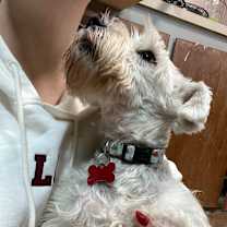 Thumbnail photo of Megatron #4