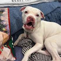 Thumbnail photo of Casper - IN FOSTER #1