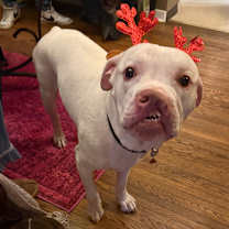 Thumbnail photo of Casper - IN FOSTER #2