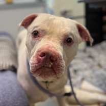 Thumbnail photo of Casper - IN FOSTER #3