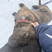 Thumbnail photo of Blitz #2