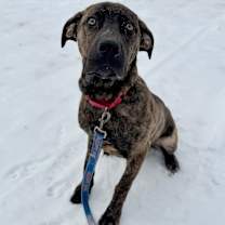 Thumbnail photo of Blitz #4