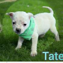Thumbnail photo of Tate #4