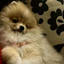 Thumbnail photo of Leo #4