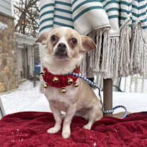 Thumbnail photo of Cookie #1