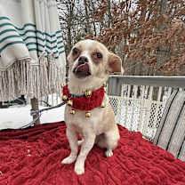 Thumbnail photo of Cookie #4