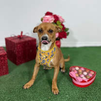 Thumbnail photo of Ruby #2