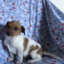 Thumbnail photo of Pinto #2