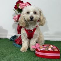 Thumbnail photo of Bobby #2