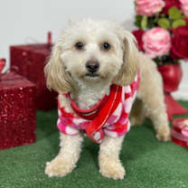 Thumbnail photo of Bobby #4