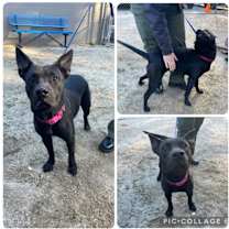 Thumbnail photo of 22979- Laney #1