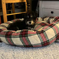 Thumbnail photo of Simon #3