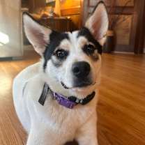 Thumbnail photo of Bolt #1