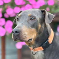 Thumbnail photo of Doli #2