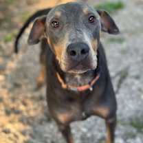 Thumbnail photo of Doli #3