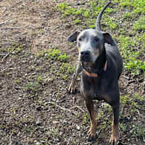 Thumbnail photo of Doli #4