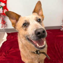 Thumbnail photo of Gus #2