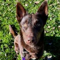 Thumbnail photo of HERBIE #1