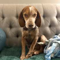 Thumbnail photo of Cassie #1