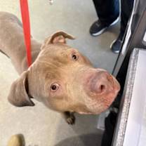 Thumbnail photo of Dasher #1