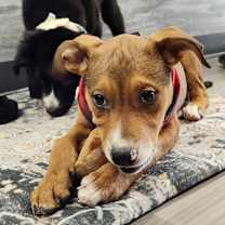 Thumbnail photo of Ruthie the puppy #2