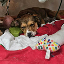 Thumbnail photo of Ruthie the puppy #4