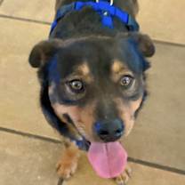 Thumbnail photo of I need a foster or 4ever home #3