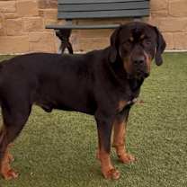 Thumbnail photo of Dumbo #1