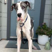 Thumbnail photo of Huge #1