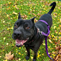 Thumbnail photo of Bruno #3