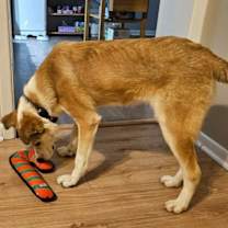 Thumbnail photo of Buddy #3