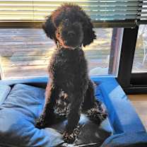 Thumbnail photo of Calliope #2